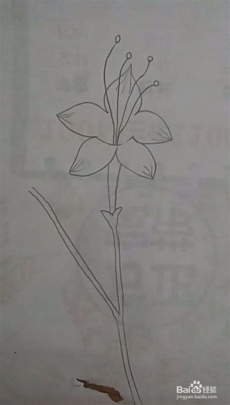 多妈简笔画简单的兰花的画法-百度经验