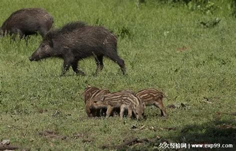 野猪是保护动物吗，是三有保护动物(2022年没有取消保护不能打) — 久久经验网