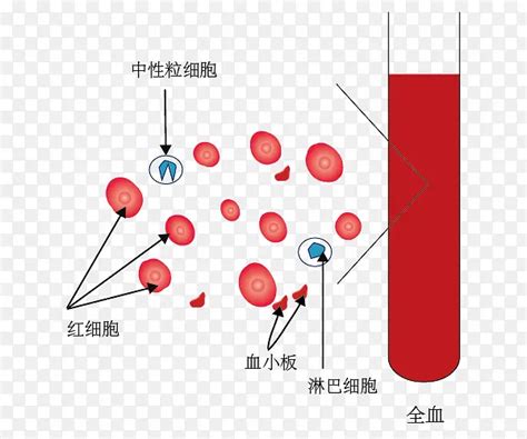 血液分层示意图图片