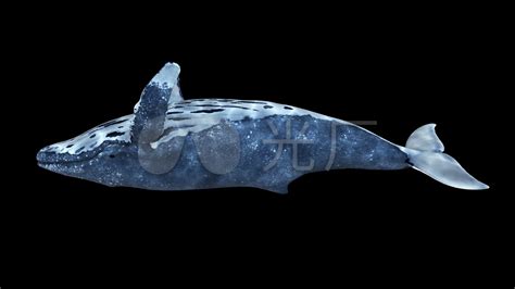 海底世界鲸鱼摄影图片-海底世界鲸鱼摄影作品-千库网