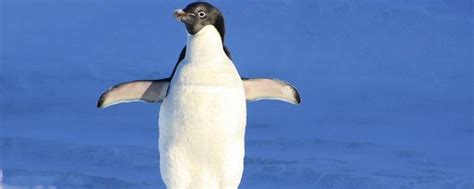 帝企鹅一生有多少配偶，和王企鹅有什么区别-农百科