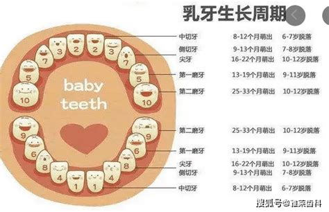 儿童换牙顺序图片