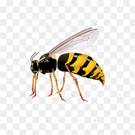 黄蜂进家里预兆死人是真的吗？ - 蜜蜂问答 - 酷蜜蜂