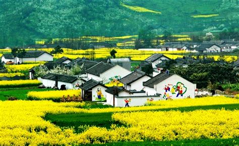 彩色水稻助力农业生态旅游 多彩稻田画迎最佳观赏期 - 今日新闻 梅州时空