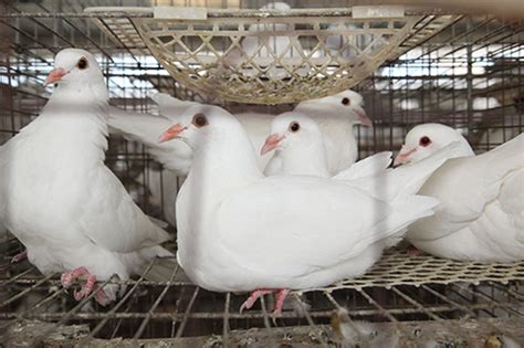 养鸽子为什么不挣钱,你是否忽略了这些问题_种鸽-肉鸽-天成鸽业养殖基地