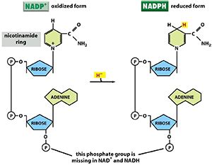 基于非均相化学催化法再生辅酶NAD(P)H- X-MOL资讯