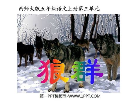 《狼群》PPT课件-其他资源-PPT模板免费下载