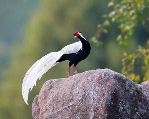 庐山国家级自然保护区：白鹇 - 中国自然保护区生物标本资源共享平台