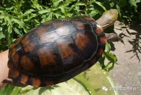 上海动物园首次成功繁殖黄缘闭壳龟，是国家二级保护动物，取名“呆呆” - 周到