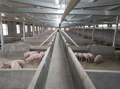 现代化养猪场建设|大型养猪场设计|养猪场图片 - 生猪全产业链垂直门户资讯网站！