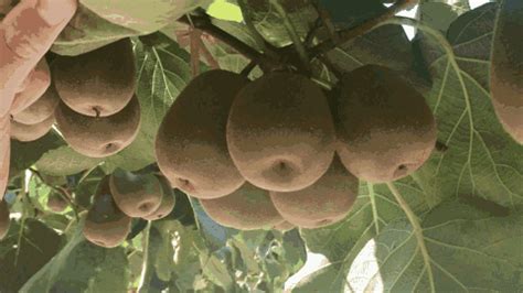 30年种植经验结硕果！什邡，种出一条猕猴桃特色产业链！