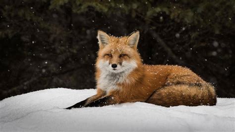 狐狸,冬天,雪,动物-千叶网