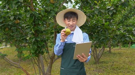 中年农民手机直播售卖水果高清图片下载-正版图片502475232-摄图网