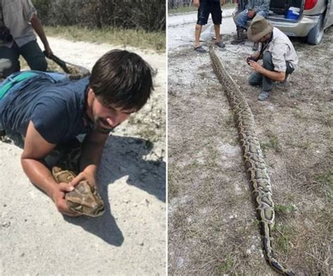 美捕蛇人捕获4.5米长64千克重巨蟒--陕西频道--人民网