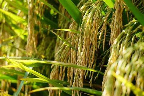 水稻一般亩产多少斤、水稻一般亩产多少斤大米 - 国内 - 华网