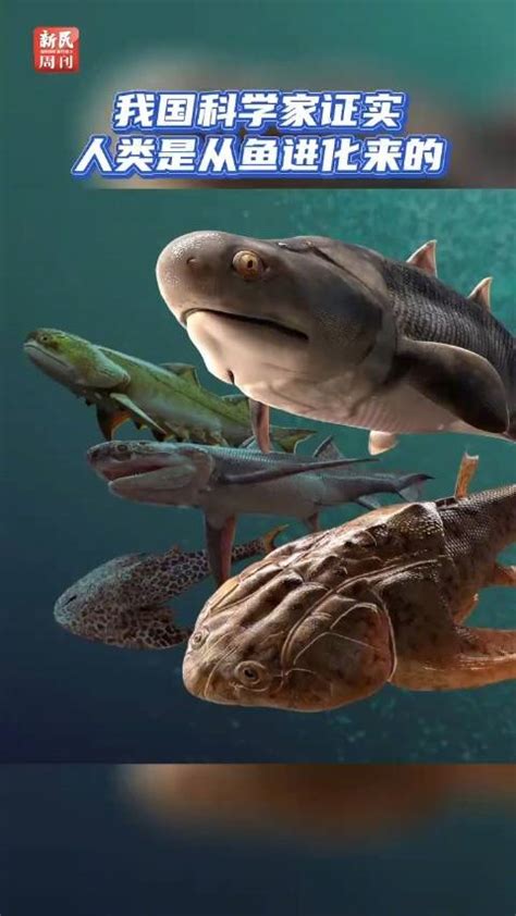 科学家：人类是从鱼进化来的，化石为证，揭秘鱼到人类的进化过程_生活_地球_祖先
