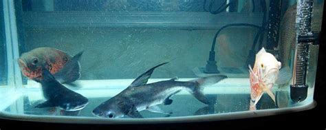 猛鲨进鱼缸：养鲨鱼和看鲨鱼的不完整指南 | 机核 GCORES