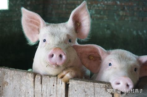 养猪场好奇的猪在整洁干净的室内养猪场养猪高清图片下载-正版图片502936994-摄图网