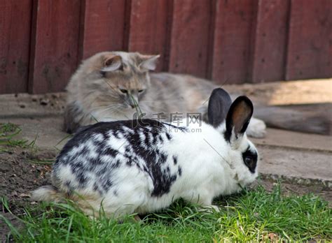猫和兔子高清摄影大图-千库网
