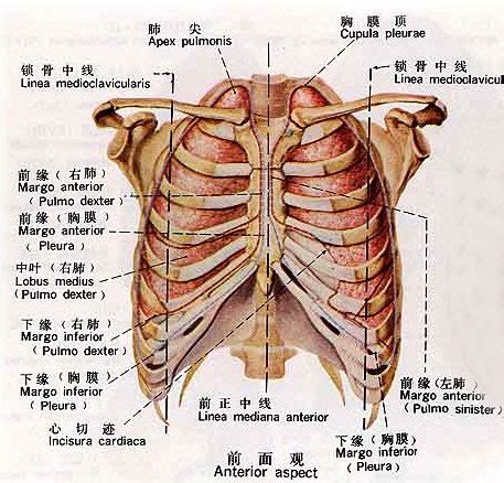 胸部结构图图片
