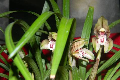 名贵兰花品种有哪些（十大名贵兰花） - 花百科