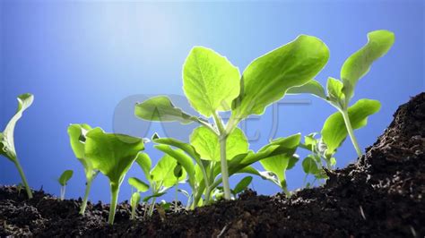 发芽的植物图片-土壤中发芽的植物素材-高清图片-摄影照片-寻图免费打包下载