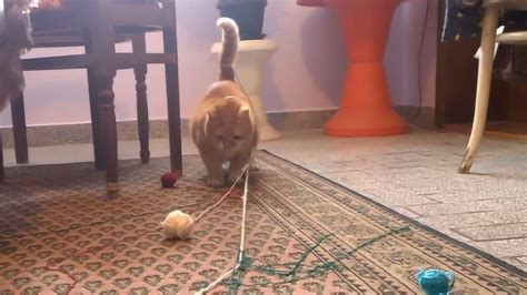 猫咪喜欢玩毛线球，下一秒请忍住别笑，镜头拍下全过程_腾讯视频