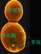 酵母菌 的图像结果