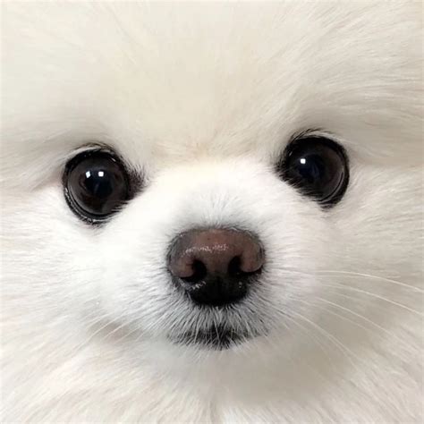 黑狗狗非主流头像