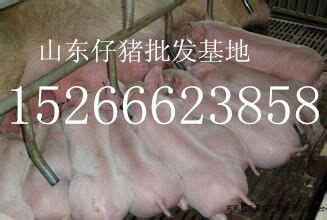 7月12日15公斤仔猪价格：仔猪也能傍上收储大腿，嗖嗖涨价？_凤凰网