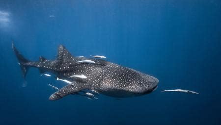 卡波圣卢卡斯：拥抱海洋 鲸鲨追逐之旅 | 全球GO_凤凰网
