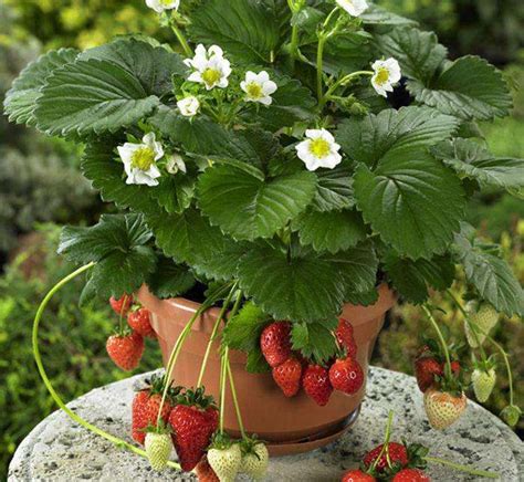 草莓苗如何种植 家庭盆栽草莓的种植技巧_百科知识_学堂_齐家网