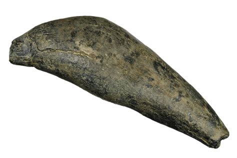 4.5" Fossil Sperm Whale (Scaldicetus) Tooth - South Carolina (#185989 ...