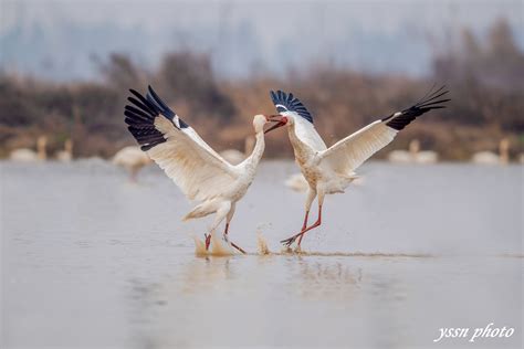 白鹤的争斗|文章|中国国家地理网