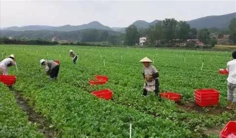 农企风采（33）桃江华湘茶叶合作社 - 农业联合会