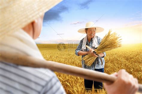 农民夫妇在麦田里收割麦子高清图片下载-正版图片507692187-摄图网