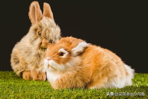 兔子喜欢吃什么 兔子喜欢吃的食物_知秀网