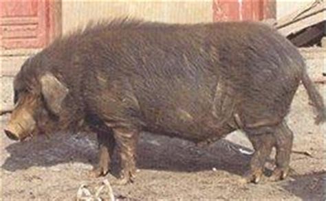 柯乐猪能活多久-柯乐猪怎么养最好-柯乐猪好养殖吗