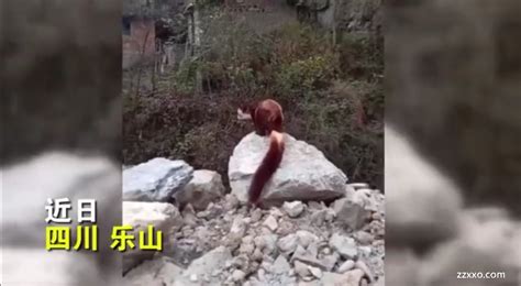 北京一男子将养了5年的鳝鱼放生，随后发生的一幕让他泪目！ | 北晚新视觉