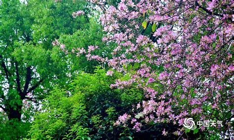 春暖花开邕景区游人多 - 广西首页 -中国天气网