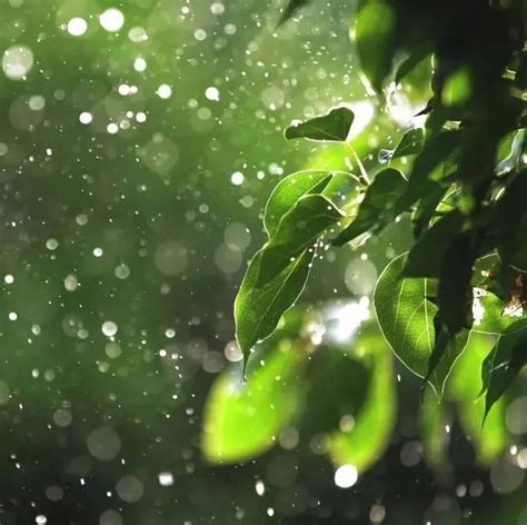河北石家庄风雨明显 气温骤降秒回冬季-图片频道
