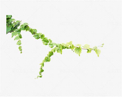 绿色植物绿叶花藤图片素材免费下载 - 觅知网