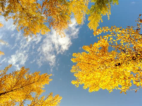 秋天的白杨树,树木,植物花草,摄影,汇图网www.huitu.com