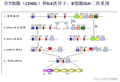 【bioinfo】了解IGH基因和IGH基因重排_igh重排序列比对-CSDN博客