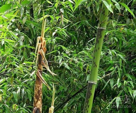 竹笋成长记 鲜嫩的大竹笋原来是这么种出来的 惊人的裂变效应