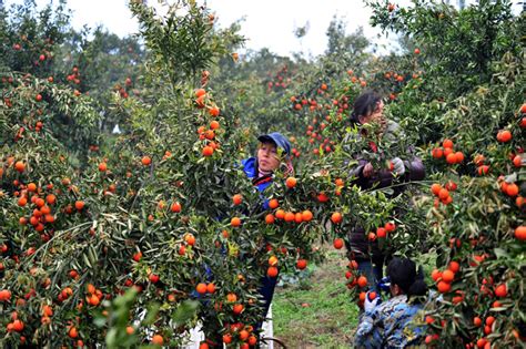重庆开州：柑橘采收忙-人民图片网
