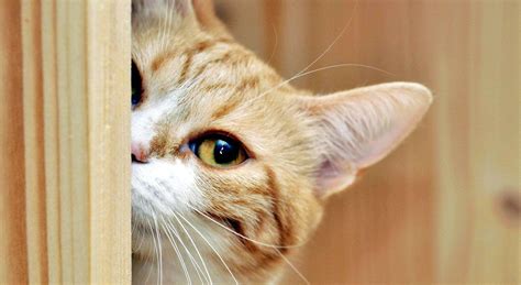 猫咪为什么每天早上会在门口叫?|猫咪|主人|猫食盆_新浪新闻