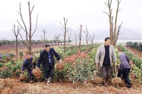 4月份苗圃管理重点工作-种植技术-中国花木网