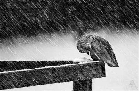 没有历经过风雨的人生，是空乏的人生；没有经历过痛彻心扉的人