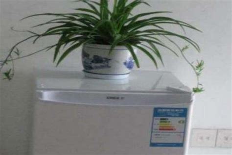 冰箱上面放什么植物好(冰箱上面摆放什么植物最好效果图) - 闪电鸟
